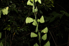 Senna pendula glabrata