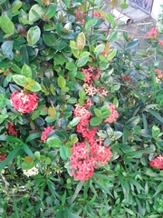 Ixora coccinea