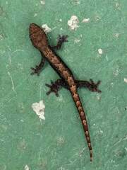 Lepidodactylus lugubris