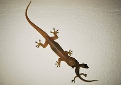 Hemidactylus frenatus