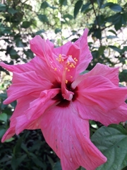Hibiscus