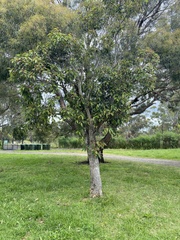 Eucalypteae