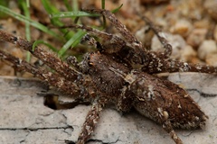 Ornodolomedes