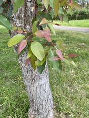Eucalypteae