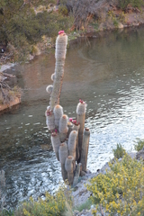 Trichocereus tarijensis