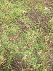 Stenotaphrum secundatum