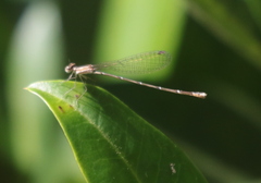 Nehalennia pallidula
