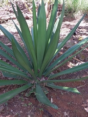 Agave tequilana