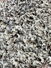 Phaeophyscia hispidula