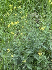 Brassiceae