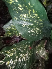 Dieffenbachia