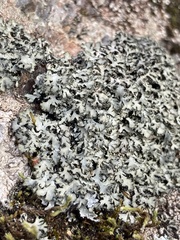 Phaeophyscia hispidula