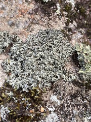 Phaeophyscia hispidula