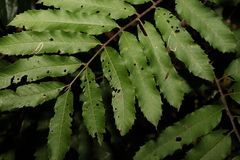 Cupaniopsis newmanii