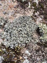 Phaeophyscia hispidula