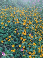 Coreopsis auriculata