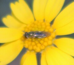 Toxomerus marginatus