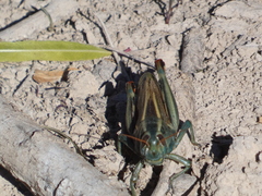 Melanoplus thomasi