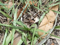 Lampropholis guichenoti