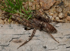 Ornodolomedes