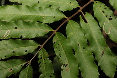 Cupaniopsis newmanii