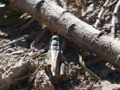 Melanoplus thomasi