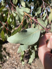 Eucalyptus polyanthemos