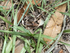 Lampropholis guichenoti
