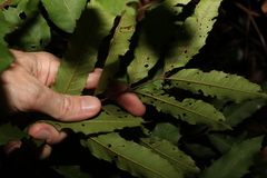Cupaniopsis newmanii