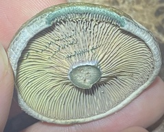 Lactarius paradoxus