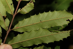 Cupaniopsis newmanii