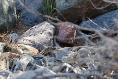 Pituophis catenifer affinis