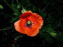 Papaver dubium