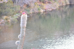 Trichocereus tarijensis