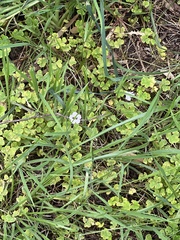 Oxalis
