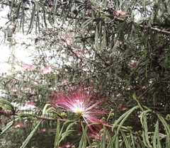 Calliandra selloi