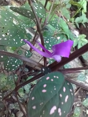 Hypoestes