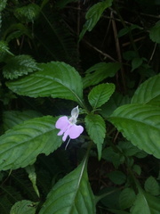 Impatiens hochstetteri