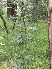 Fraxinus angustifolia