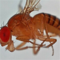 Drosophila melanogaster