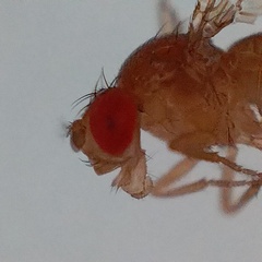Drosophila melanogaster