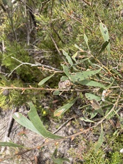 Hakea dactyloides