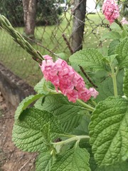 Stachytarpheta mutabilis