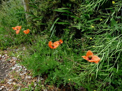 Papaver dubium