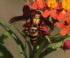 Polistes major