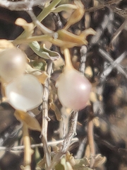 Menodora scabra