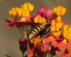 Polistes major