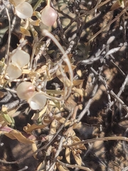 Menodora scabra