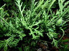 Papaver dubium