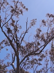 Zanda funerea funerea